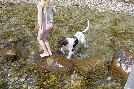 Kleiner münsterländer Asja billede 11