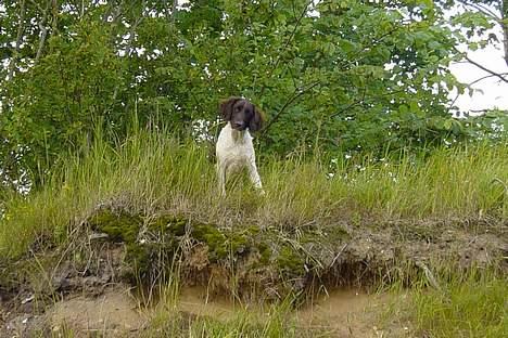 Kleiner münsterländer Asja billede 12