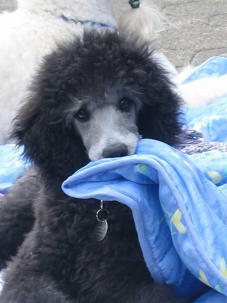 Storpuddel Kathie - Ups... det måtte jeg vist ikke. billede 1