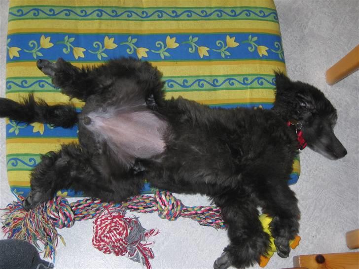 Storpuddel Kathie billede 2