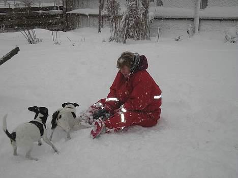 Dansk svensk gaardhund Villy Rap ¤ 22 febr.2006¤ - zneee. 29 dec. 2005 billede 11