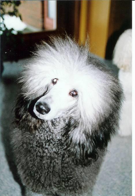 Storpuddel Kathie billede 3