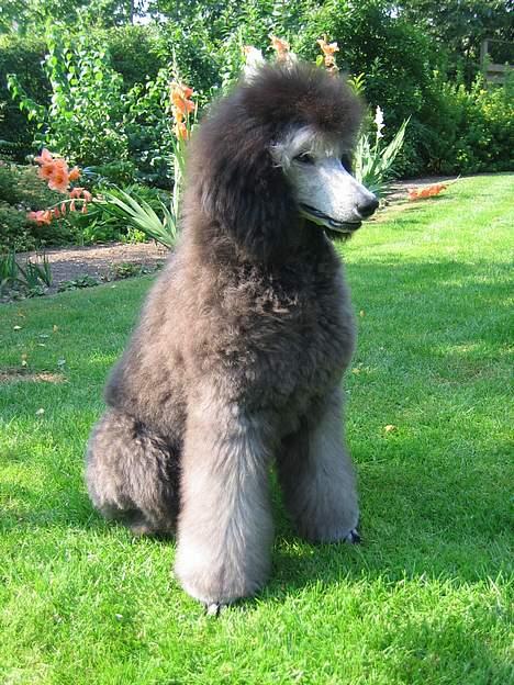 Storpuddel Kathie - Hvem kommer nu der? billede 4