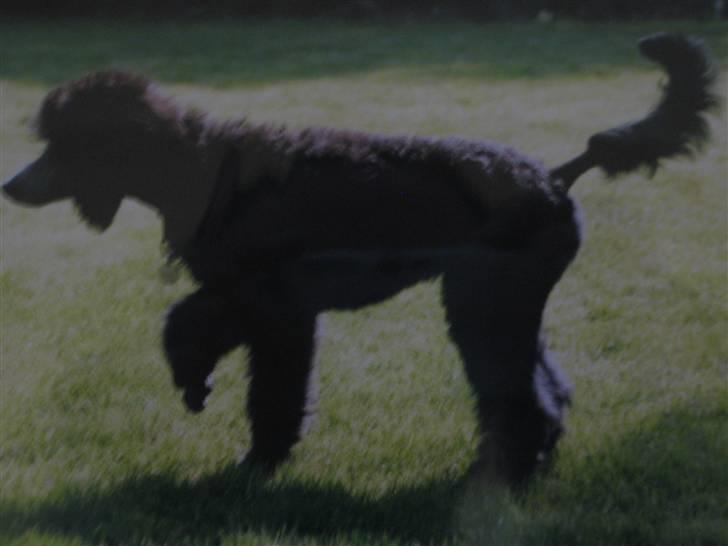 Storpuddel Kathie - Man skal huske at tage stand før man angriber. billede 5