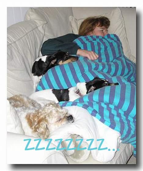 Dansk svensk gaardhund Villy Rap ¤ 22 febr.2006¤ - en aften i sofaen med alle vores sammenbragte hunde. billede 12