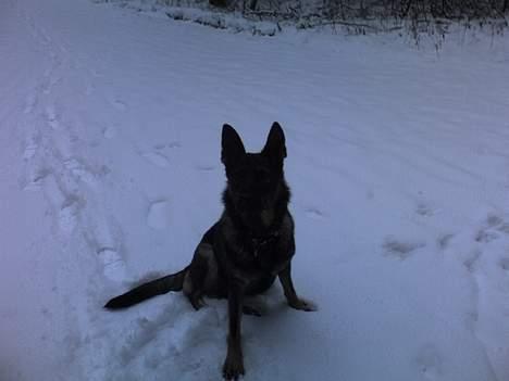 Schæferhund Viki (Bayogi Vefa) - Viki i sneen billede 13