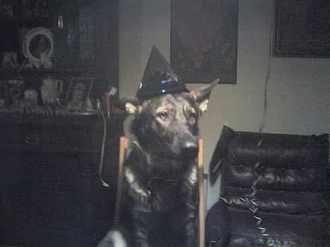 Schæferhund Viki (Bayogi Vefa) - Nytårsaften 2005/2006 Viki til bords med hat og det hele! billede 14