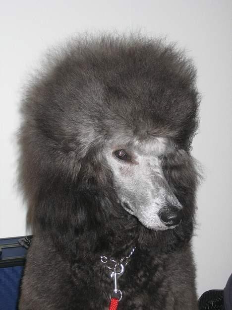 Storpuddel Kathie - Er jeg ikke fin? klar til udstilling. billede 6