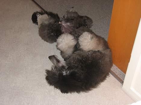 Storpuddel Kathie - Man sover bedst på ryggen. billede 7