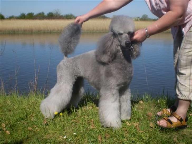 Storpuddel Kathie billede 8