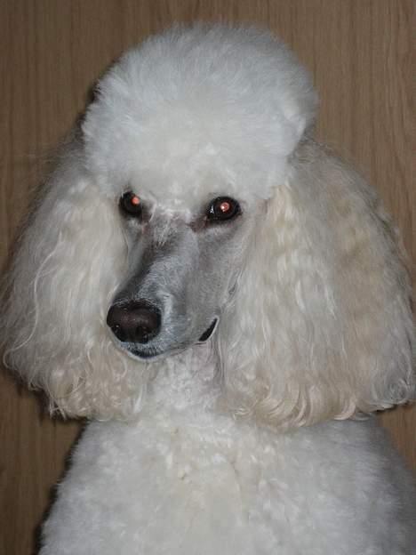 Storpuddel Nakita P.I.P. 28-7-2011 - Hej hej... billede 4