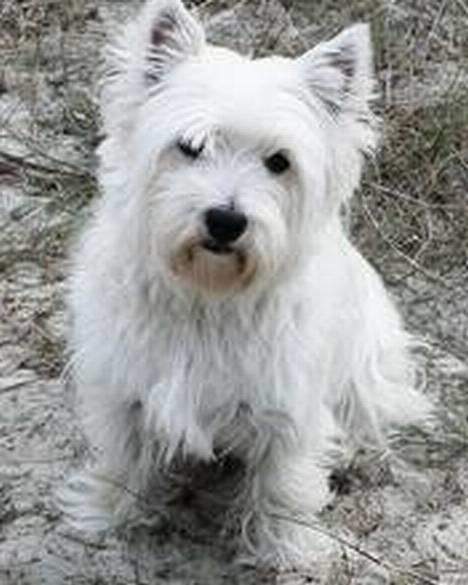 West highland white terrier Tika billede 1