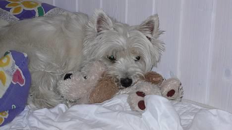 West highland white terrier Tika - wraaaa .... dumme halstørklæde...(NYT) billede 2