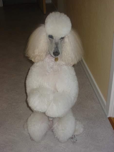 Storpuddel Nakita P.I.P. 28-7-2011 billede 5