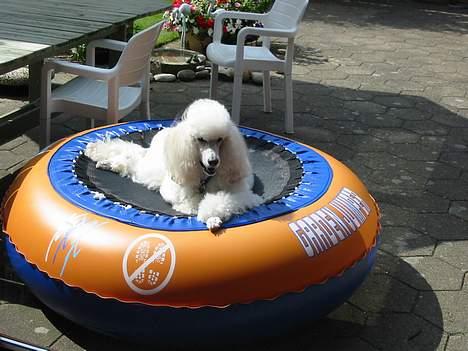 Storpuddel Nakita P.I.P. 28-7-2011 billede 6