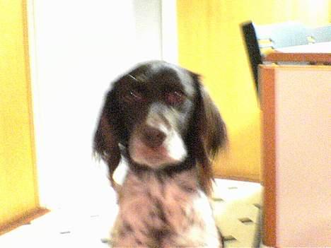 Kleiner münsterländer Ronja - :P billede 4