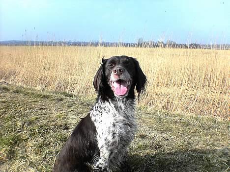 Kleiner münsterländer Ronja - da ronja lige har været ude og svømme!  billede 5