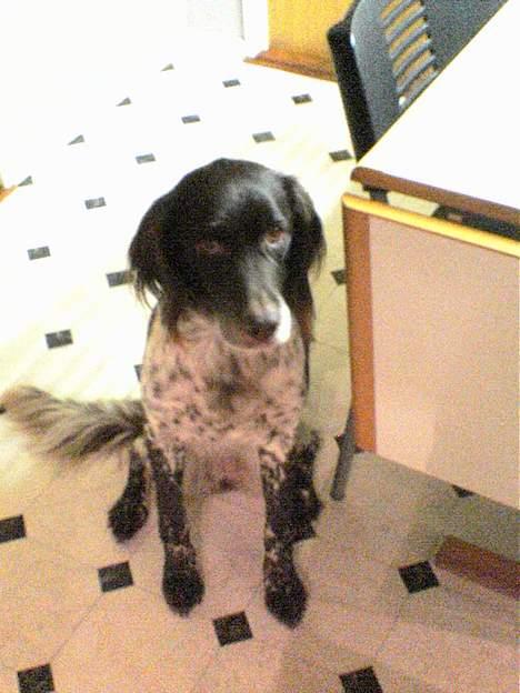 Kleiner münsterländer Ronja - :D billede 6