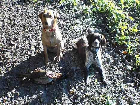 Kleiner münsterländer Ronja - ronja og mika på jagt!  billede 7