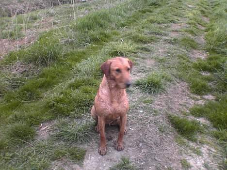 Labrador retriever Mika - Mika ude og bade!  billede 19