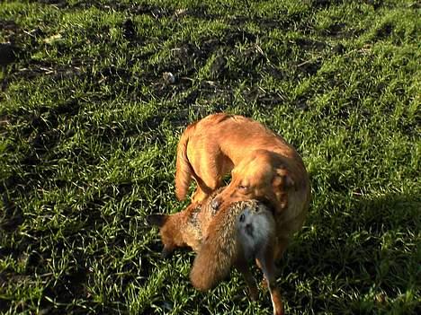 Kleiner münsterländer Ronja - Mika med en ræv :P  billede 8