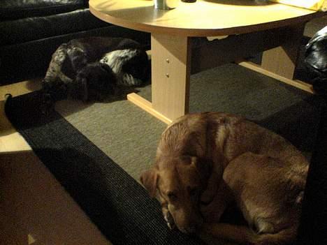 Kleiner münsterländer Ronja - sommerhus.. billede 9