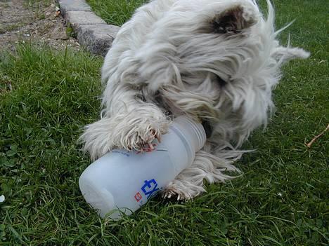 West highland white terrier Tika - jeg kan ikke få de dumme godbider udxP(NYT) billede 3
