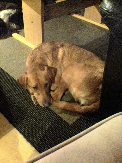 Kleiner münsterländer Ronja - sommerhus billede 10