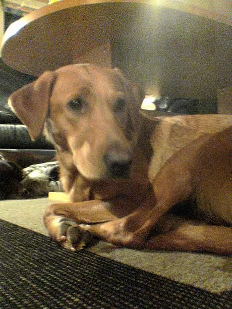 Labrador retriever Mika - sommerhus billede 20