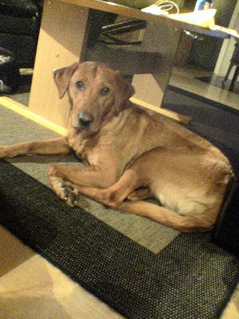 Kleiner münsterländer Ronja - sommerhus billede 11