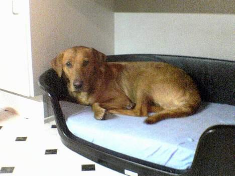 Kleiner münsterländer Ronja - liger godt: P billede 12