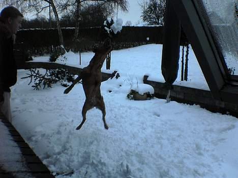 Kleiner münsterländer Ronja - Elsker sne.. billede 13