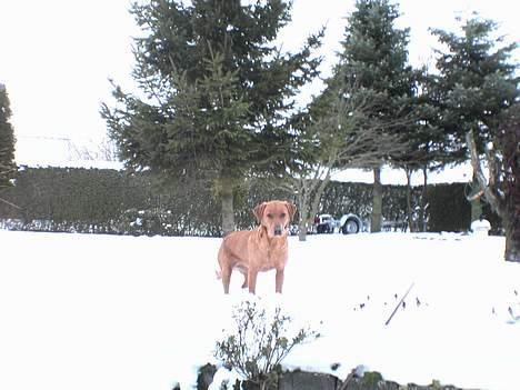 Kleiner münsterländer Ronja - Elsker sne.. billede 14