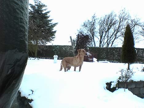 Kleiner münsterländer Ronja - Elsker sne.. billede 15