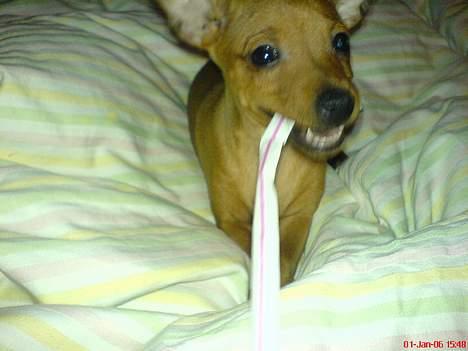 Dvaergpinscher Sylvester - Et af favorit legetøj´erne, sugerøret billede 3