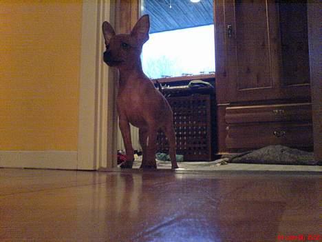 Dvaergpinscher Sylvester - Sådan står han hele tiden og kigger når vi spiser... "det er så farligt ude i køkkenet" billede 4