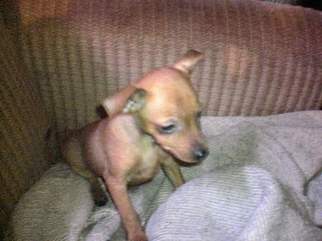 Dvaergpinscher Sylvester - Sylvester to uger før han kom hjem til sin familie:) lille lille prinse hund billede 5