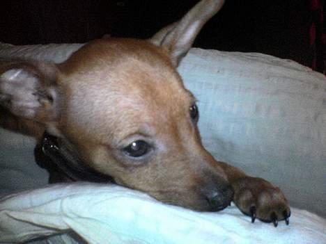 Dvaergpinscher Sylvester - Her er den bette putterøv igang med ynglings beskæftigelsen... hyggesove:) billede 6