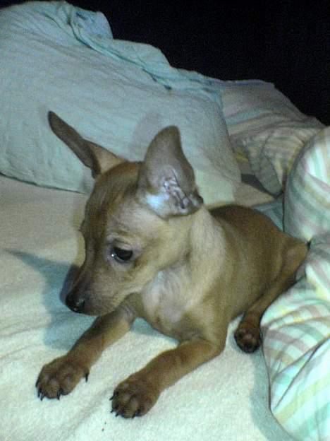 Dvaergpinscher Sylvester - Her kigger han efter sin far der altid driller ham:) billede 7