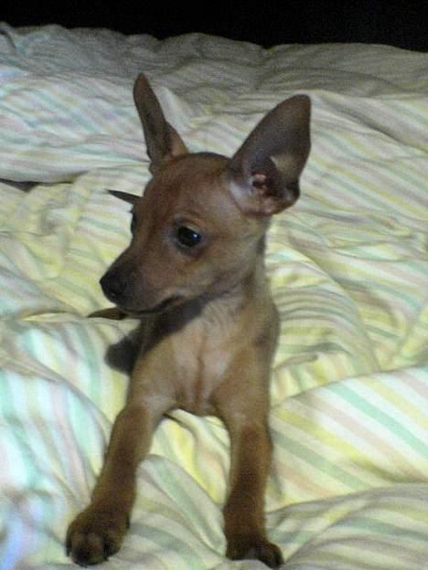 Dvaergpinscher Sylvester - Er han ikke bare fin?? :) billede 8