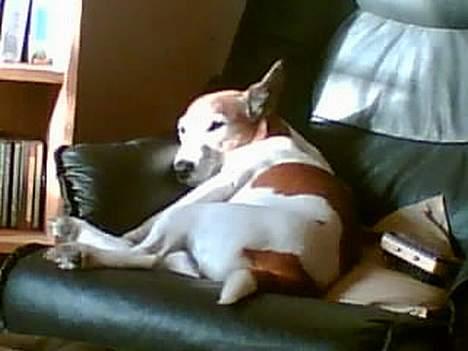 Blanding af racer Fylla - Sådan ser vi hende tit. Hun ligger og nyder en solstråle i læderstolen... billede 1