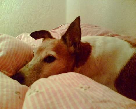 Blanding af racer Fylla - Her har vi hende  i storesøsters seng! Jah, man får vel fine fornemmelser! billede 2