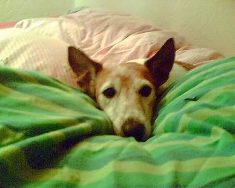 Blanding af racer Fylla - Og så lige den anden vinkel! Se, skønhed har ingen alder! billede 3