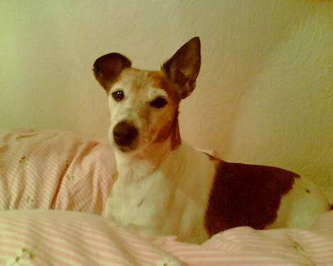 Blanding af racer Fylla - Her kan man rigtig se knækket på øret... billede 4