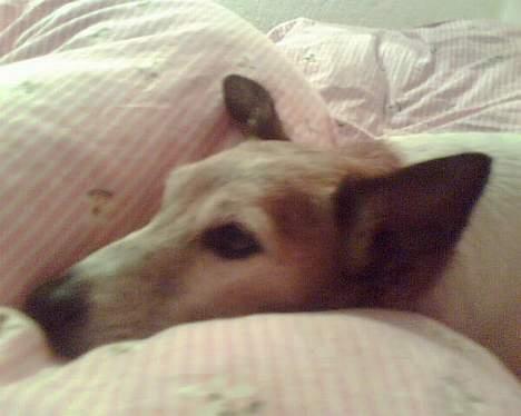 Blanding af racer Fylla billede 5