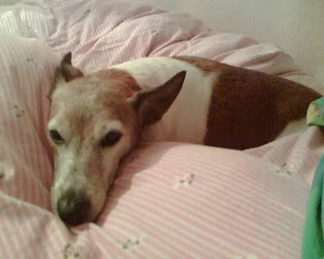 Blanding af racer Fylla billede 6