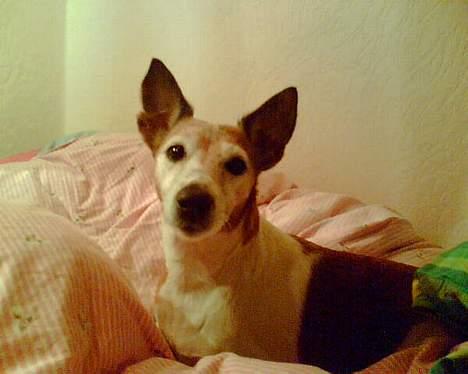 Blanding af racer Fylla - Arj, så lad gå! Et sidste af en prinsesse! billede 7