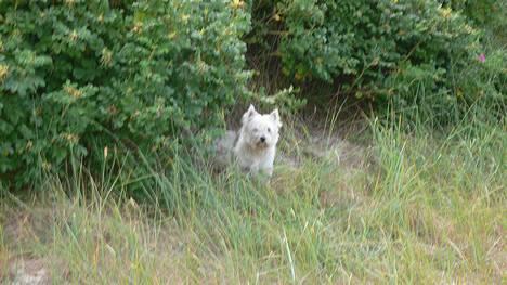 West highland white terrier Tika - ser jeg ikke sød ud???(NYT) billede 4