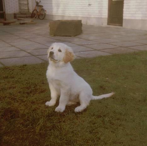 Golden retriever Susi - Hej jeg hedder Susi billede 1
