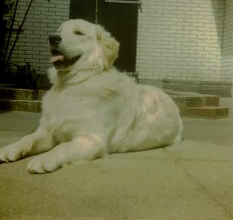 Golden retriever Susi - VuF billede 2